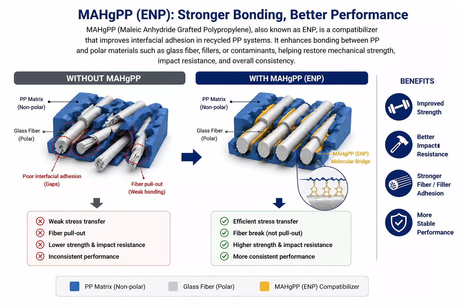 MAHgPP improving interfacial adhesion between polypropylene and glass fiber, showing enhanced bonding and matrix coverage