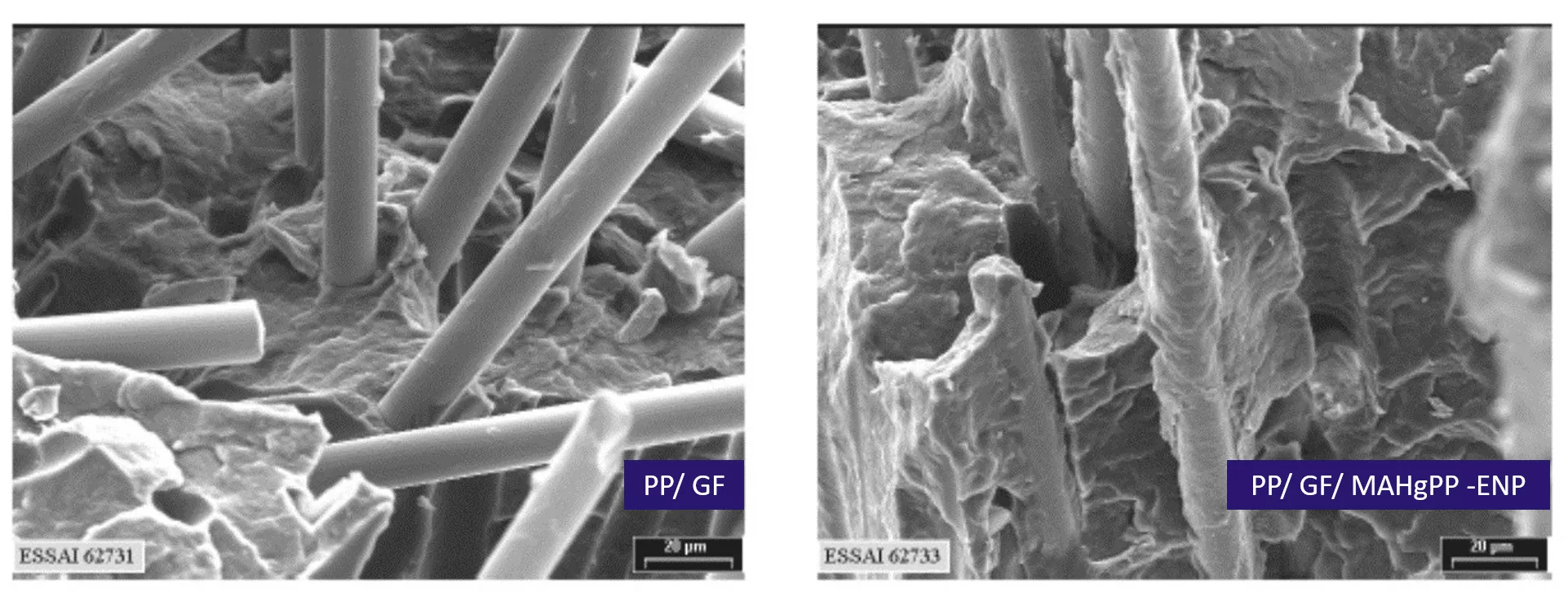 SEM images showing improved interfacial adhesion in glass fiber reinforced polypropylene (PP/GF) systems.